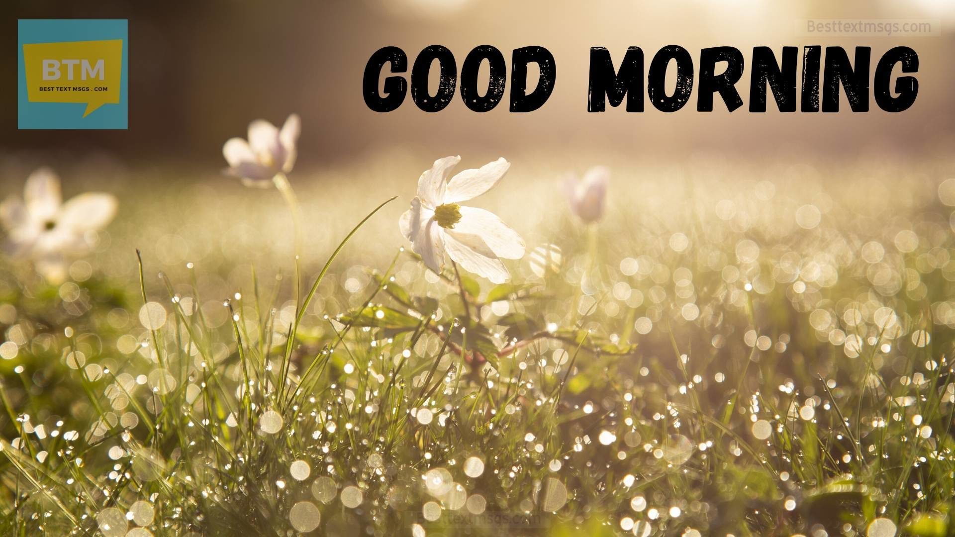 good morning flowers images hd