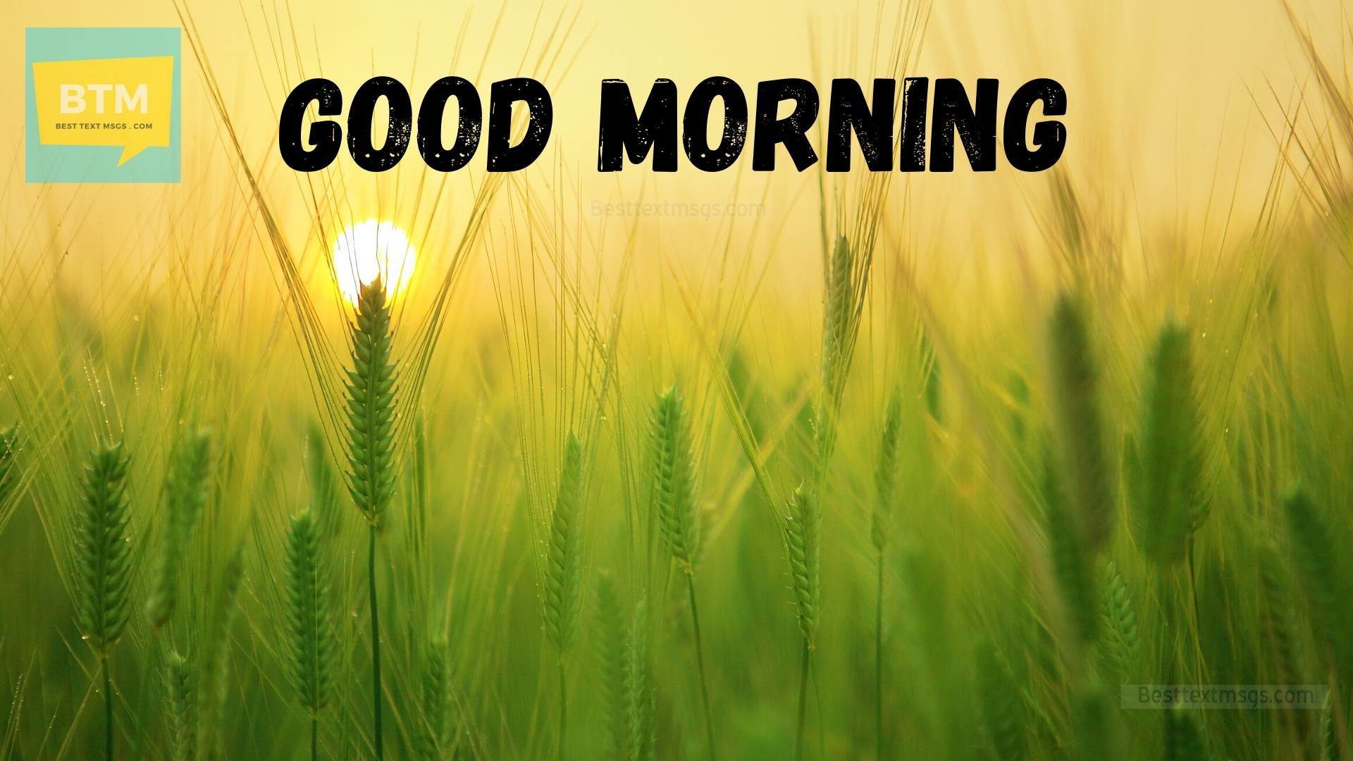 good morning nature hd images