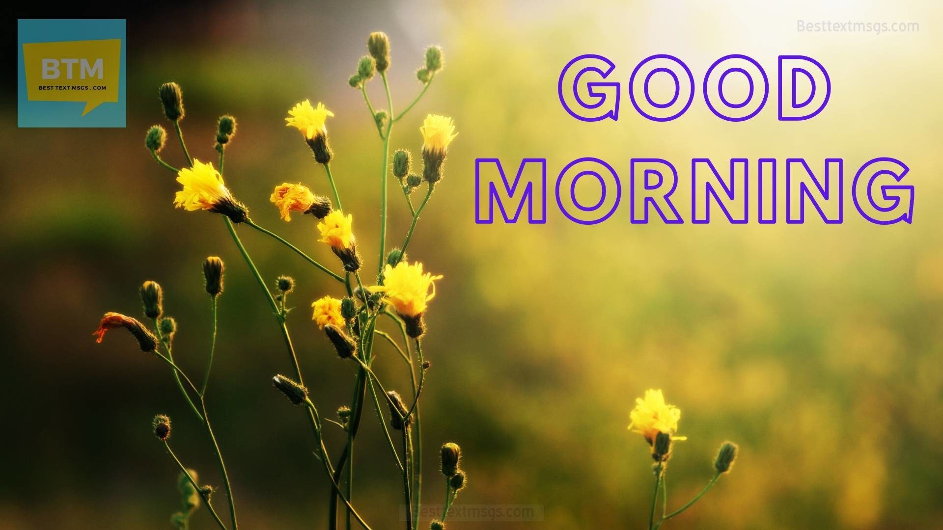 good morning images with flowers hd